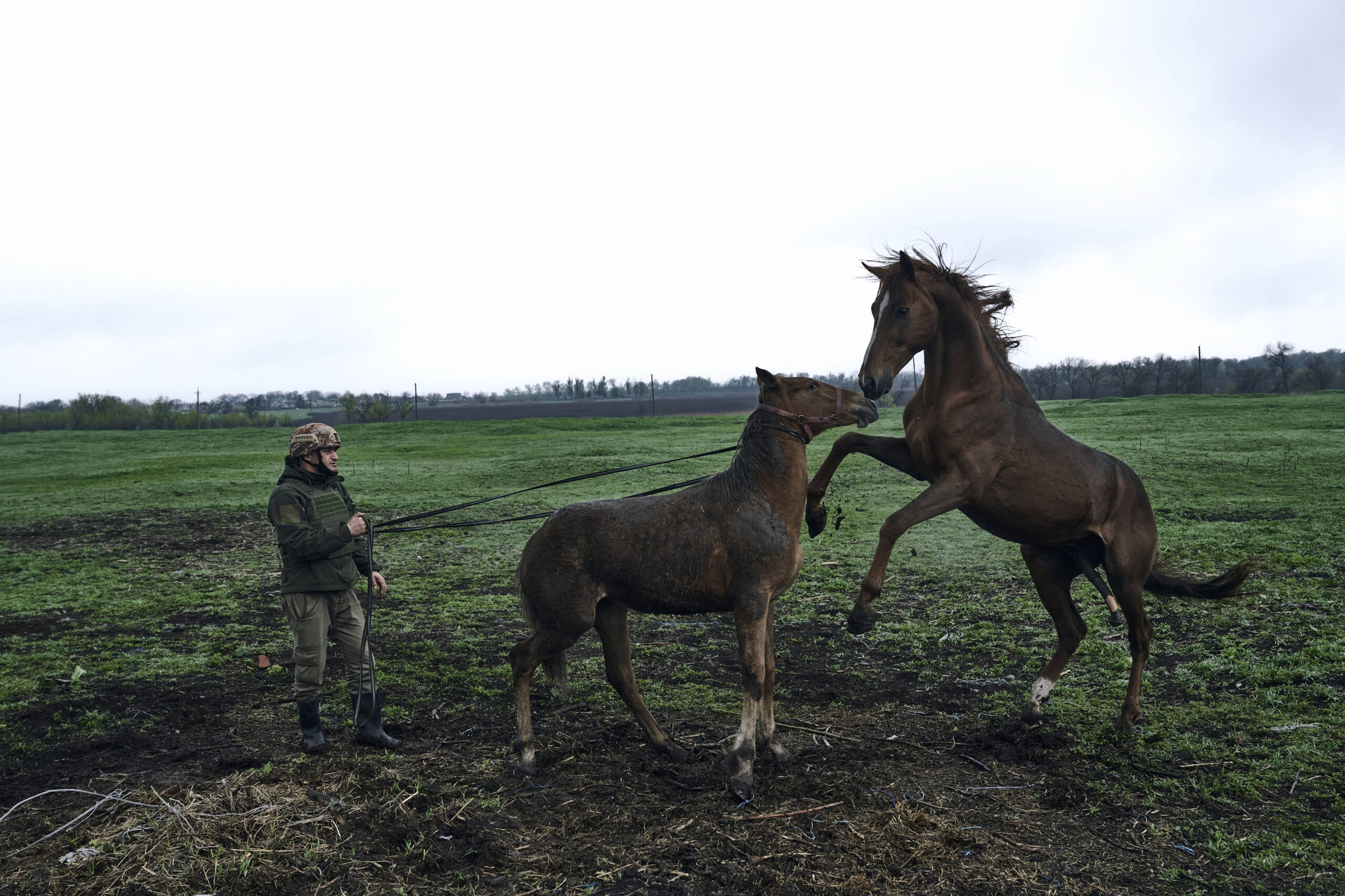 Un soldado ucraniano prepara caballos para su evacuación de una granja de caballos abandonada en Avdiivka, región de Donetsk, Ucrania, martes 25 de abril de 2023 © AP Foto/Libkos