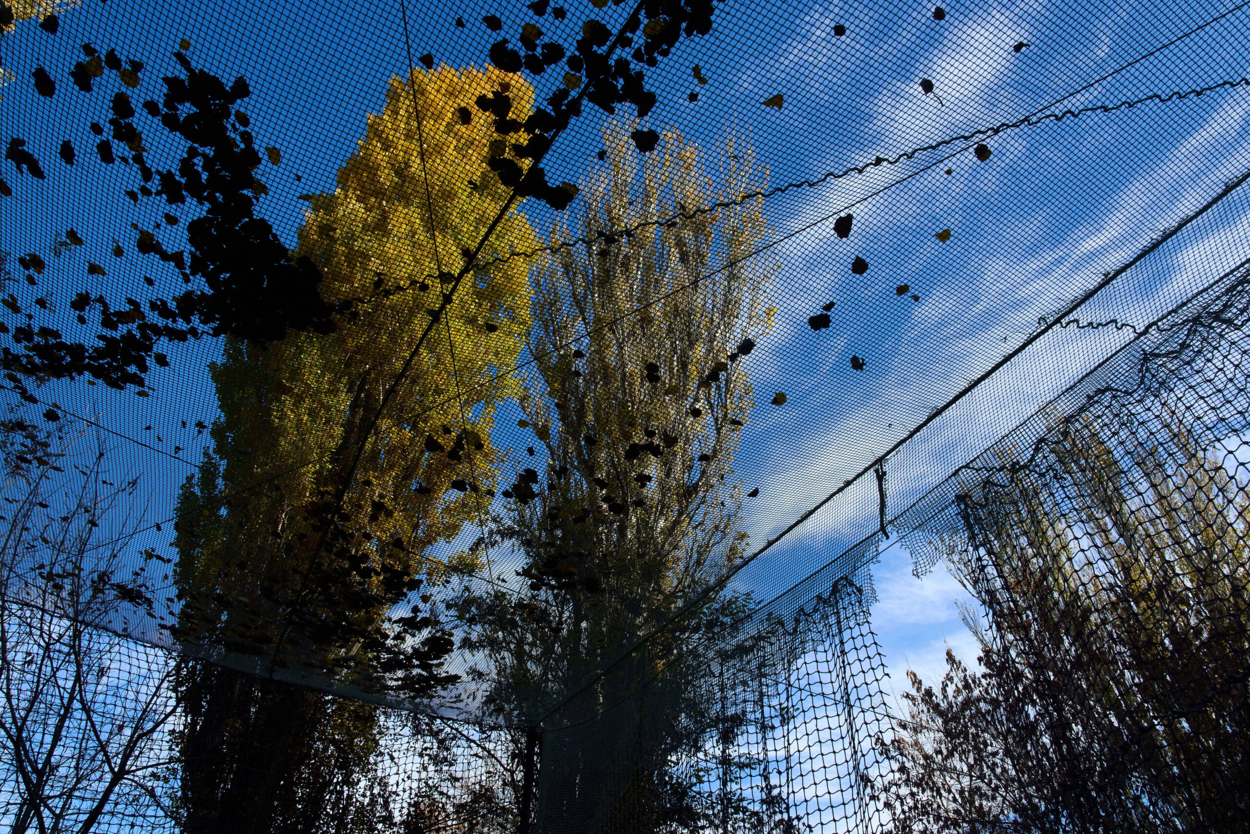 Una red antidrones FPV cubre la calle en un barrio residencial de la ciudad de Jersón, cerca de la línea del frente en el sur de Ucrania, el 3 de noviembre de 2025. © AP Photo/Efrem Lukatsky