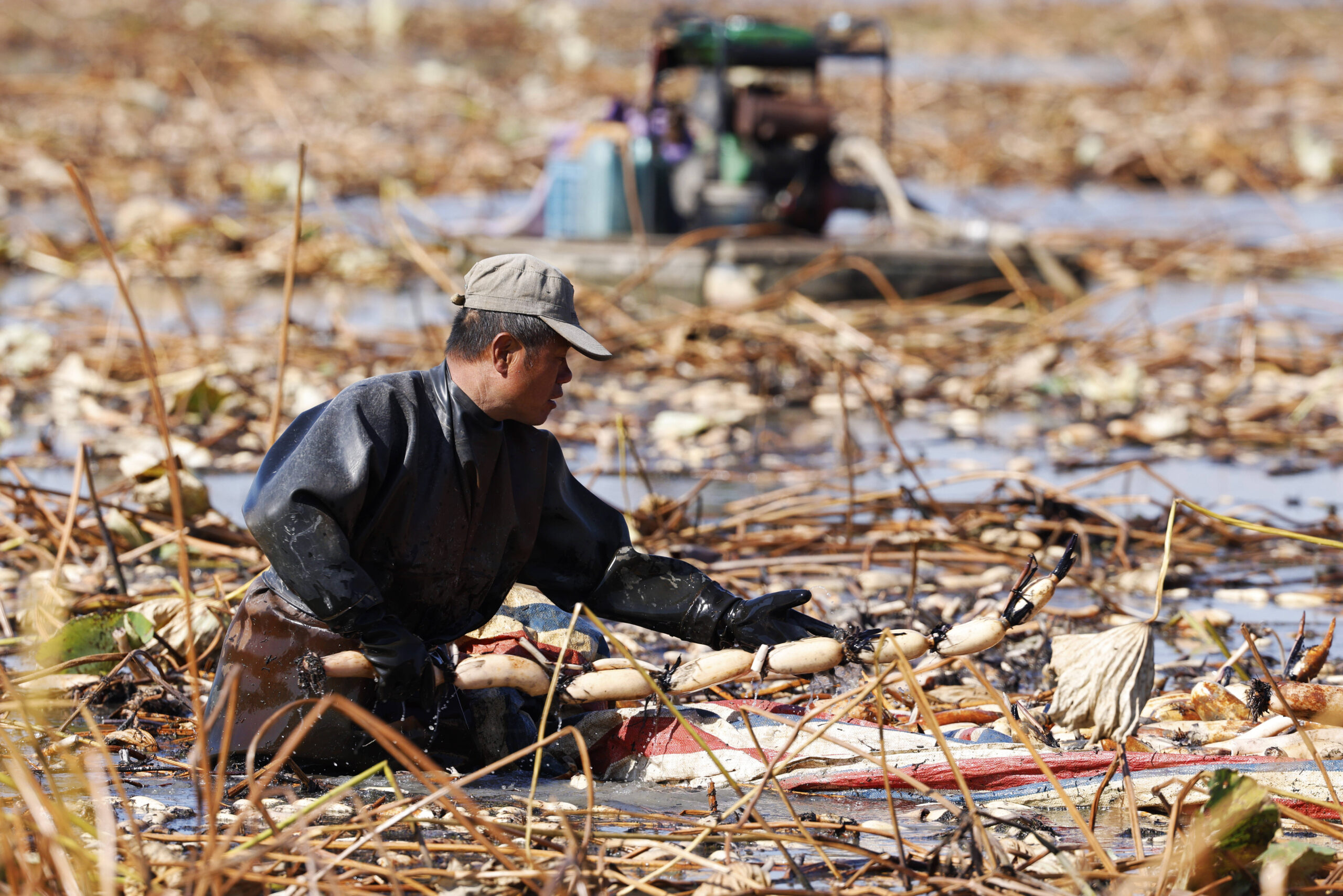 En esta explotación especializada de Suqian, en la provincia de Jiangsu, un trabajador recolecta a mano raíces de loto, el 20 de octubre de 2024. © CFOTO/Sipa USA