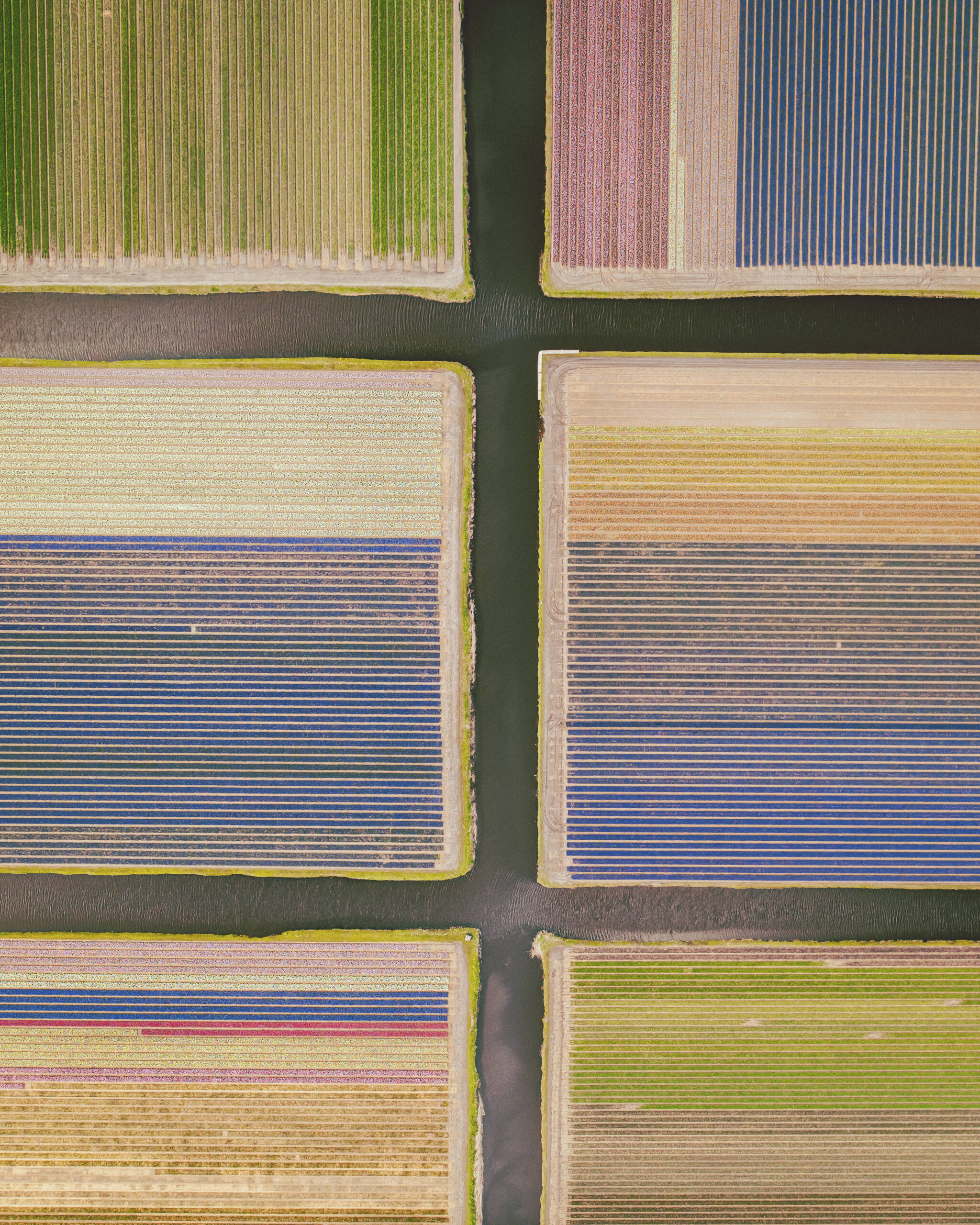 Vista aérea de un campo de tulipanes cerca de Lisse, Holanda Meridional, Países Bajos. © Dimitri Weber
